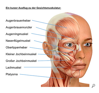 Gesichtsmuskulatur